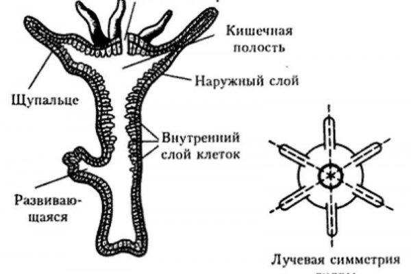 Онион ссылки для тор браузера